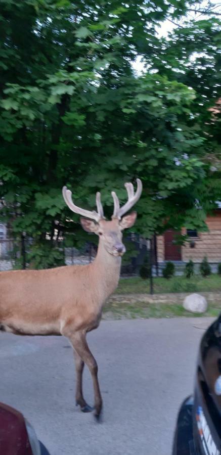 Pokoje Goscinne Na Stromej Zakopane Exteriör bild